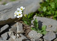 Arabis alpina in typischem Schuttt-Habitat (Foto: F. Gugerli)