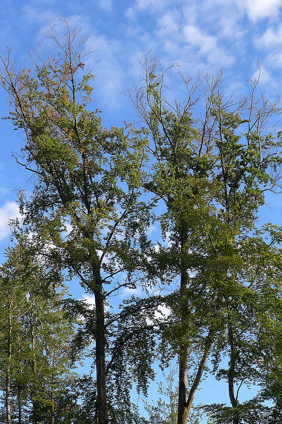 Beech crown with many dead branches.