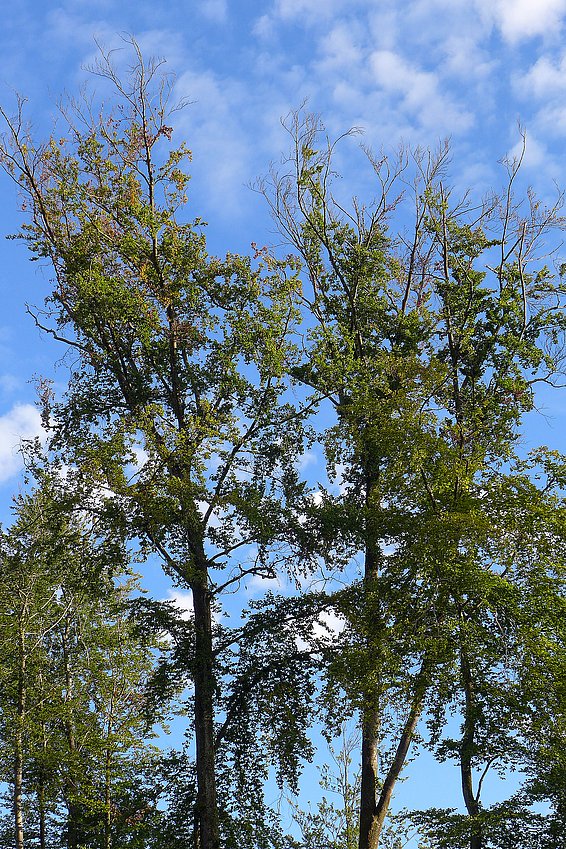 Chioma di faggio con numerosi rami morti.