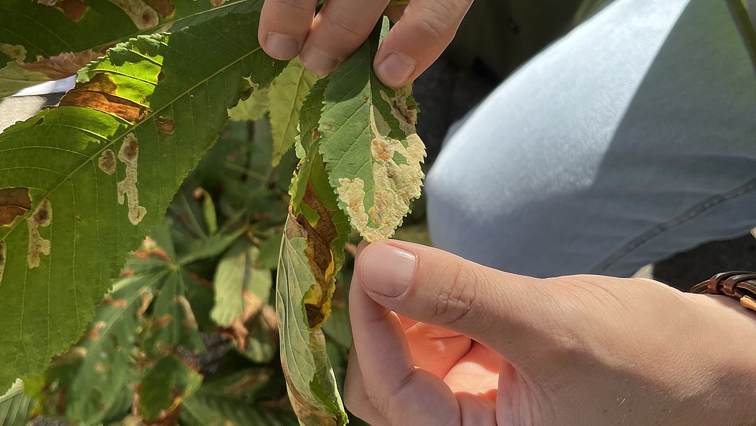 Hands holding a horse chestnut leaf with brown spots, with more leaves and a person wearing jeans and a yellow vest in the background.