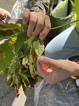 Mani che tengono una foglia di castagno d'India con macchie marroni, con altre foglie e una persona con jeans e giubbotto giallo sullo sfondo.
