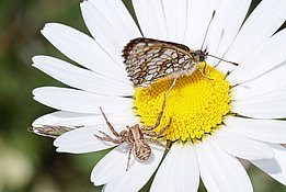 Von den veränderten Lebensbedingungen auf Sturmflächen profitieren nicht nur Blütenbesucher, sondern auch viele räuberische Arten.