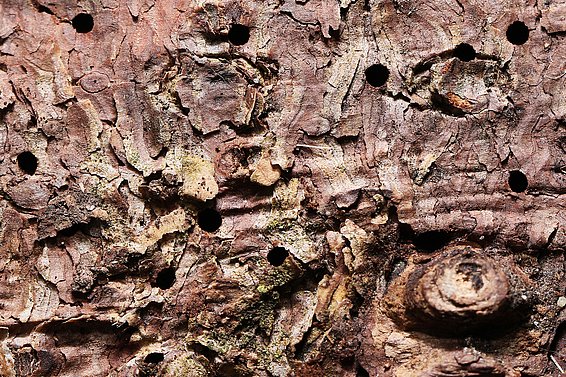 Fichtenborke mit Einbohrlöchern des Nordischen Fichtenborkenkäfers