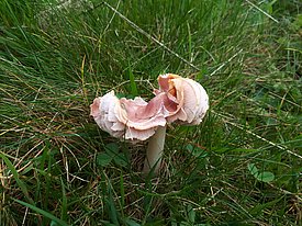 Rosenroter Saftling (_Hygrocybe calyptriformis_)