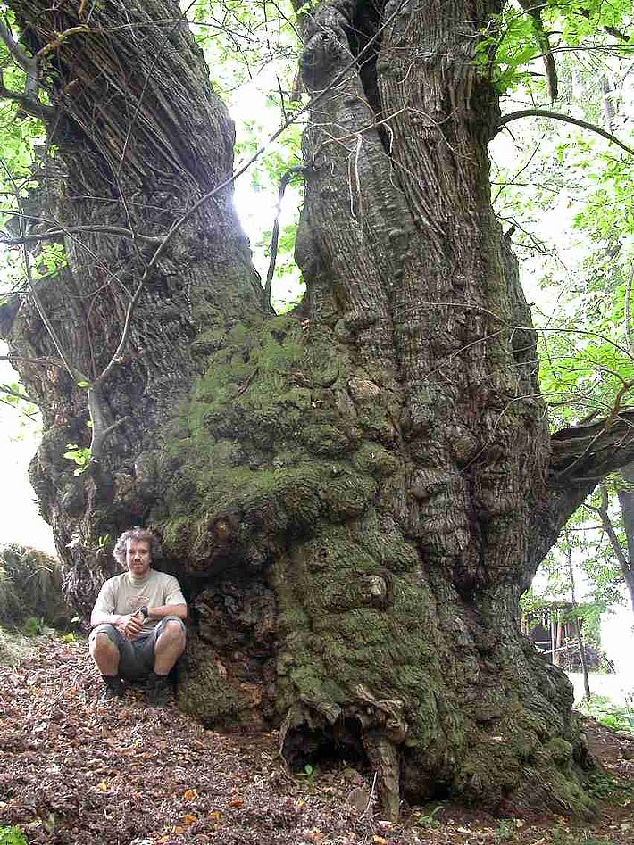 Sehr dicker, knorriger Kastanienbaumstamm mit grober Rinde und Moosbewuchs im Wald, eine Person sitzt daneben.