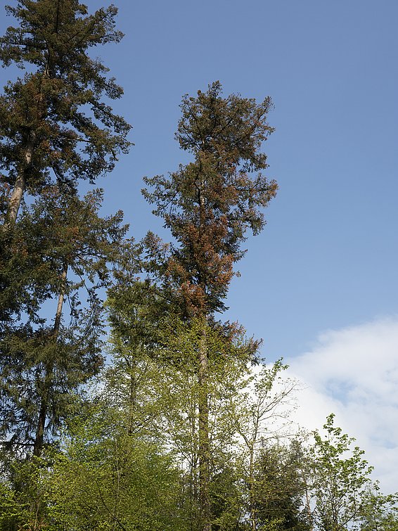 Douglasien mit starken Nadelverrötungssymptomen (Bild: S. Blaser, WSL)