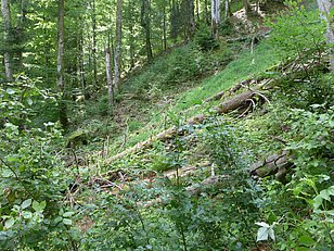 Romoos LU, 28.06.2018 (Foto: LFI/WSL)