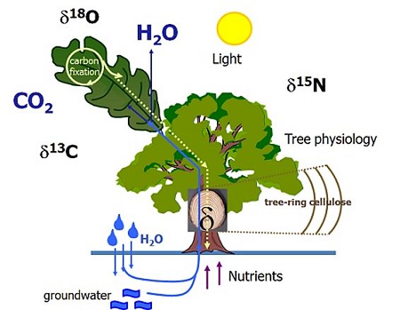 Schematische Darstellung der Isotopenverteilung in einem Baum.