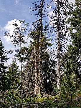Der slowakische Waldökologe Alois Zlatnik kartierte 1932 die Vegetation im Marmarosh-Gebirge. Stark hat sich der Fichtenurwald nicht verändert - 65 Jahre sind für ihn eine kurze Zeit! (Foto: Peter Brang, WSL)