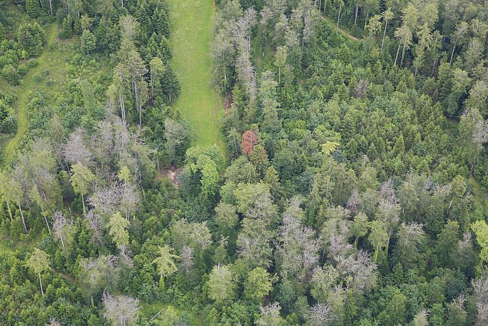 Trockenheitsschäden in einem Mischwald in der Nähe von Porrentruy (JU), aufgenommen im Juni 2019: In der Mitte (rot) eine tote Weisstanne, im Vordergrund abgestorbene Buchen (grau). Links von der Wiese einige schwächelnde Fichten. Auffällig ist, dass die jungen Bäume intakt sind und nur hohe Bäume durch die Trockenheit Schaden nahmen. (Foto: Valentin Queloz)