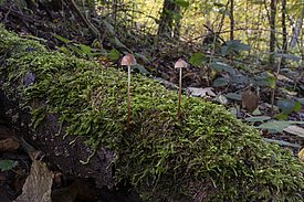Zwei kleine M. crocata Pilze mit braunen Kappen auf moosbedecktem Baumstamm im Wald