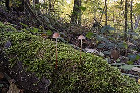 Zwei kleine M. crocata Pilze mit braunen Kappen auf moosbedecktem Baumstamm im Wald