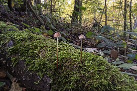 Zwei kleine M. crocata Pilze mit braunen Kappen auf moosbedecktem Baumstamm im Wald
