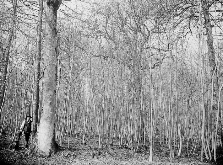 A forest with bare trees in winter. A person is standing at the foot of a large tree.