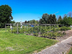 Nach der Kältebehandlung pflanzte Baumgarten die Bäume draussen ein und überwachte deren weitere Entwicklung. Foto: Frederik Baumgarten