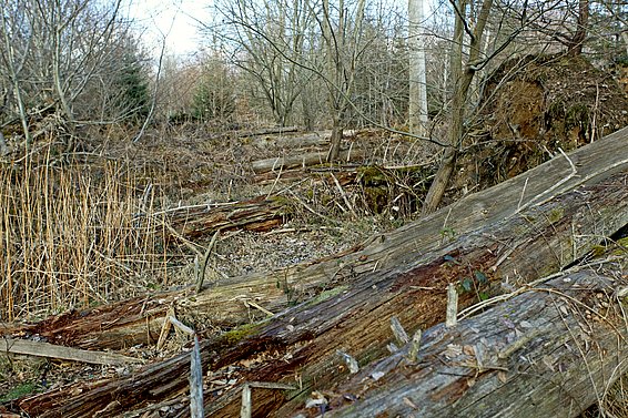 Liegendes, morsches Totholz im Winter 2018/19 auf der WSL-Forschungsfläche Habsburg (Kt. Aargau).
