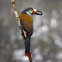 Leistenschnabeltukan (Andigena laminirostris) in Ecuador. (Foto: Zdeněk Macháček, Unsplash License, unsplash.com/license)