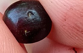 Eiablagen an Schwarzem Holunder (Sambucus nigra): zu sehen sind ein bereits geschlüpftes Ei sowie eine frische Eiablage mit heraushängenden Atmungsschläuchen (Foto: Irene Bühlmann)