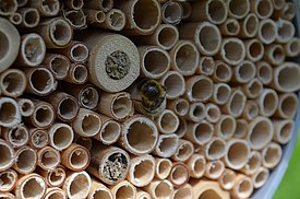 Dank Hohlräumen für solitäre Bienen und Wespen lässt sich die Anwesenheit dieser Arten in der Stadt nachweisen. 
