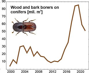Brauner Borkenkäfer auf weißem Grund neben Liniendiagramm, das den Anstieg von Holz- und Rindenbohrern an Nadelbäumen von 2000 bis 2021 zeigt.