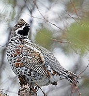 Mâle du Gélinotte des bois (Tetrastes bonasia)