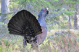 Das Auerhuhn (Tetrao urogallus) ist eine Charakterart strukturreicher, lichter Nadelmischwälder. (Foto: Joy Coppes)