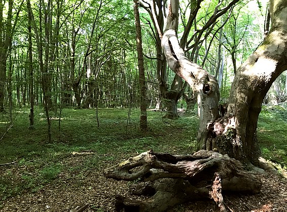Die knorrigen Kopfbuchen im Bonner Kottenforst sind bis 250 Jahre alt. 