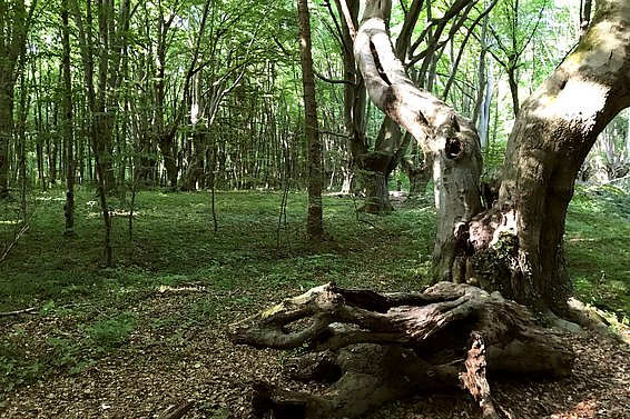 The gnarled pollarded beeches in Bonn's Kottenforst are up to 250 years old. Photo: Gesche Schifferdecker / EFI Bonn