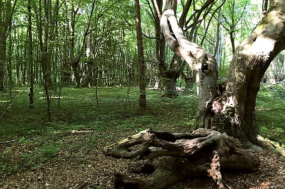 I nodosi faggi pollardati del bosco di Kottenforst presso Bonn hanno fino a 250 anni. Foto: Gesche Schifferdecker / EFI Bonn