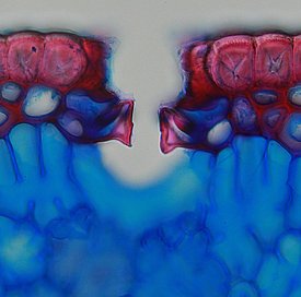 Mikroskopischer Querschnitt durch eine Kiefernnadel. Spaltöffnung an der Aussenseite der Nadel, durch die CO2 aufgenommen und Wasser transpiriert wird. Foto: Fritz Schweingruber / WSL