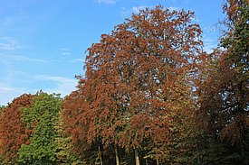 Waldrand eines Buchen-Mischwaldes bei Hemishofen (Kanton Schaffhausen) im Juli 2018.