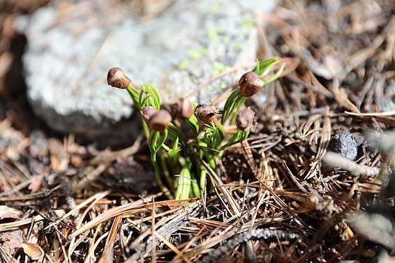 Mehrere junge Arvenkeimlinge mit braunen Samenschalen wachsen aus Waldboden mit Nadeln und kleinen Steinen.