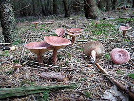 Diese Pilzart profitierte von der Erwärmung und kam häufiger vor: der Rotbraune Milchling (Lactarius rufus).