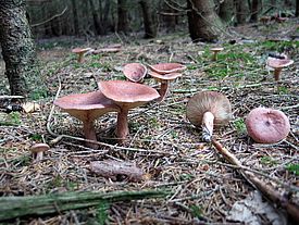 Diese Pilzart profitierte von der Erwärmung und kam häufiger vor: der Rotbraune Milchling (Lactarius rufus).
