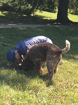 Giano, ein Trüffelhund der Rasse Lagotto, hat die Weissen Trüffel in Genf aufgespürt. (Foto: Andreas Lendorff)