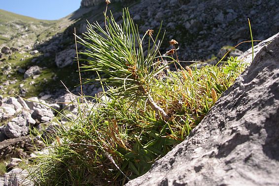 Ein Arvenkeimling - in der Natur sorgt der Tannenhäher für die Ausbreitung der Arvensamen. (Foto Felix Gugerli)