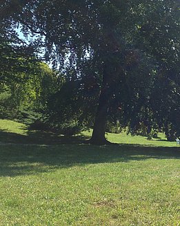 Die Buche im Genfer Park, unter der die Weissen Trüffel gefunden wurden (Foto: Simon Egli, WSL)