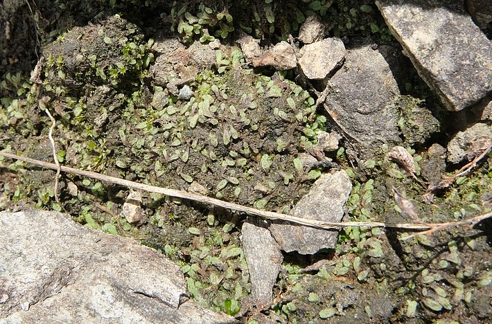 Breidlers Sternlebermoos wächst zwischen grauen Felsen auf einem felsigen Boden am Simplonpass West.