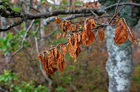 Der Frost kam genau dann, als sich die Buchenblätter zu entfalten begannen. Dann sind sie am empfindlichsten. Foto: Frederik Baumgarten