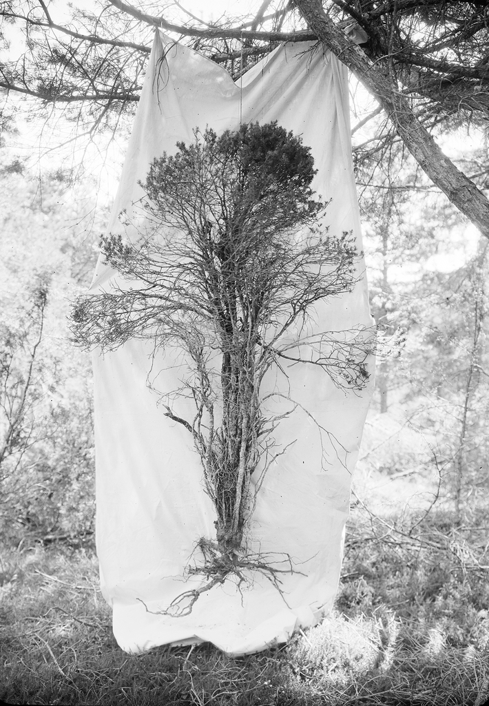 An excavated pine tree with bare roots hangs from a branch in front of a white cloth.