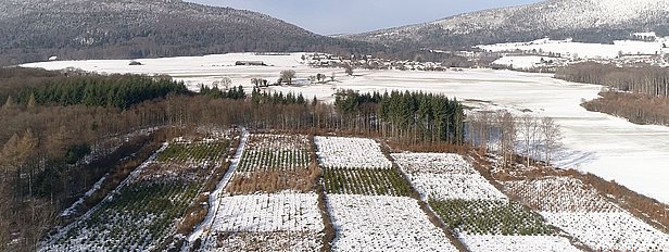Aerial photo of an existing experimental plantation in Mutrux, VD. Photo: SRF/3sat/Nano