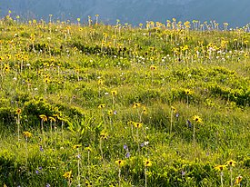 Grüne Bergwiese mit gelben und lila Blumen bei Sonnenschein