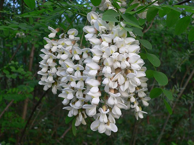 Robinias are planted in Europe not only because of their weather-resistant wood, but also as ornamental trees because of their pretty blossoms. (Photo: Thomas Reich)