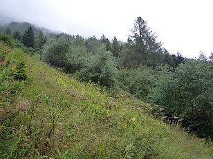 Bovernier VS, 05.08.2010 (Foto LFI/WSL)