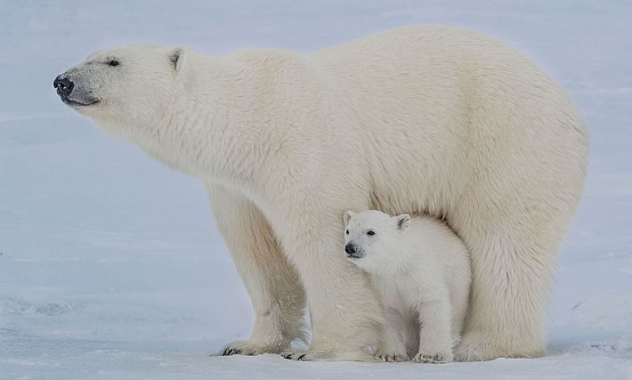 Eisbär mit Jungem. Foto: L. Nixon