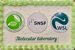 The image features a celebratory cake decorated with green icing, displaying three logos: the Botanical Institute, the Swiss National Science Foundation (SNSF), and the Swiss Federal Institute for Forest, Snow and Landscape Research (WSL). The text "Molecular laboratory" is prominently written in green.