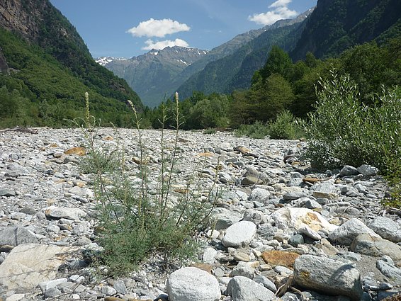 Eine Deutsche Tamariske wächst auf Kies. Im Hintergrund sind Berge zu sehen.