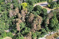 Das Bild zeigt einen Wald aus der Luft und darin einzelne braune, dürre Föhren. 