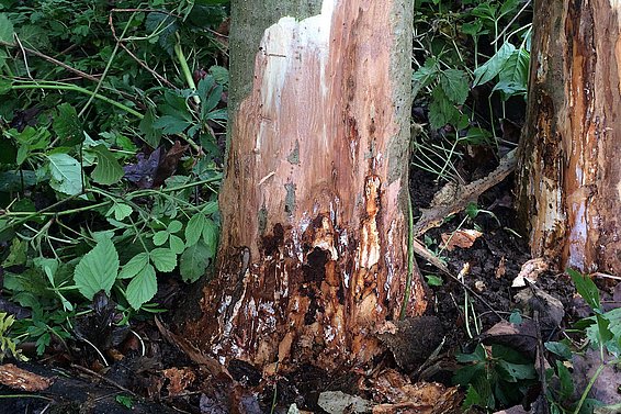 Abb. 4: Durch den Erreger des Eschentriebsterbens verursachte Nekrosen am Stammfuss junger Eschen, anschliessender Hallimaschbefall. Foto: Daniel Rigling (WSL) 