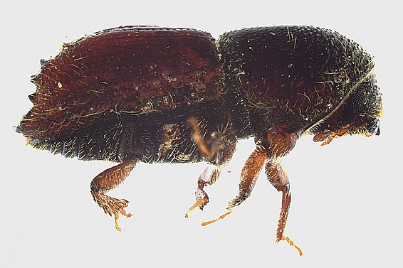 The double-spined bark beetle.
